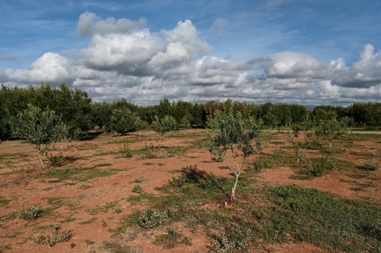  Winter isn’t coming: climate change hits Greek olive crop