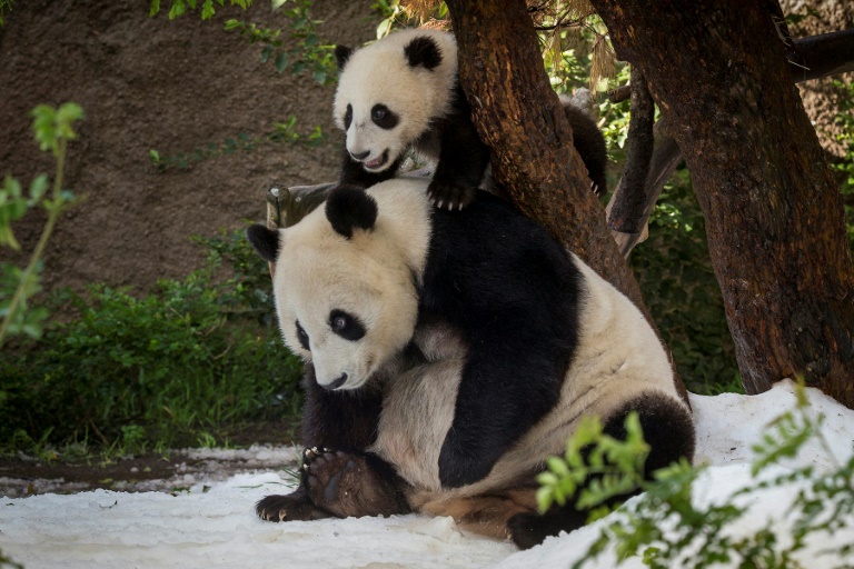  China plans to send more pandas to US zoo